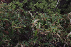 Croton gratissimus gratissimus