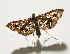 Nausinoe geometralis