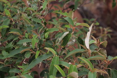 Croton gratissimus gratissimus