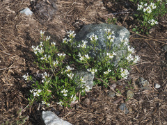 Cardamine resedifolia
