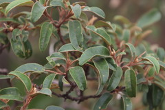 Croton gratissimus gratissimus