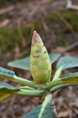 Rhododendron protistum