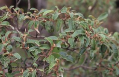 Croton gratissimus gratissimus
