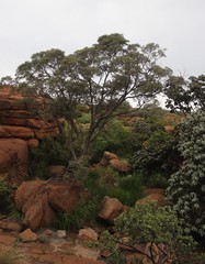 Croton gratissimus gratissimus