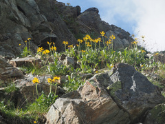 Doronicum clusii
