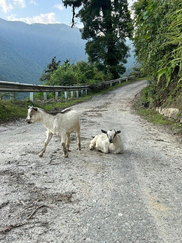 Domestic Goat