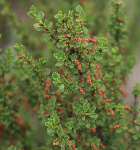 Myrothamnaceae