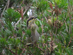 Gavicalis fasciogularis