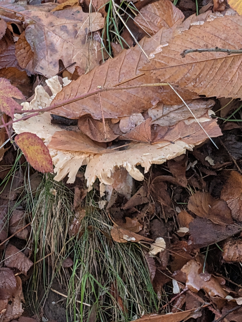 Infundibulicybe geotropa · November 2025 · photo: © heather-hyfae (iNaturalist, cc-by)