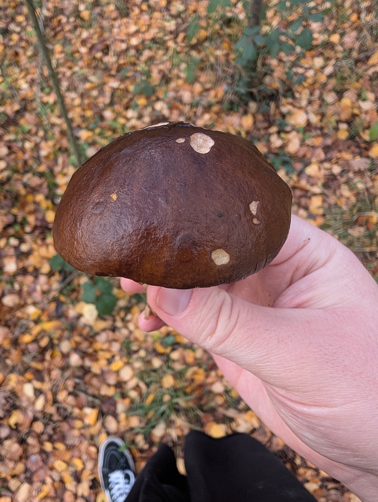 Leccinum scabrum · November 2025 · photo: © heather-hyfae (iNaturalist, cc-by)
