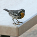 Yellow-throated Warbler - Photo (c) Tony Hisgett, some rights reserved (CC BY)