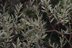 Ozoroa paniculosa paniculosa