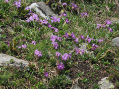 Primula integrifolia