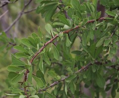 Gymnosporia glaucophylla