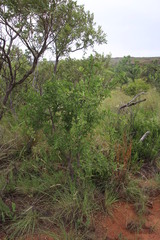 Gymnosporia glaucophylla