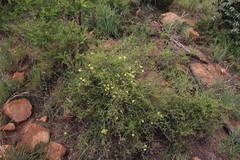 Sphedamnocarpus pruriens