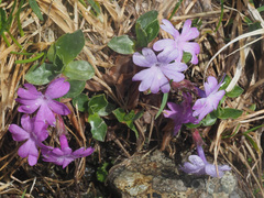 Primula integrifolia