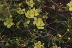 Sphedamnocarpus pruriens