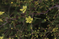 Sphedamnocarpus pruriens