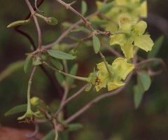 Sphedamnocarpus pruriens