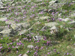 Primula integrifolia