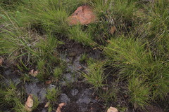 Xyris capensis
