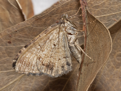 Xanthorhoe strumosata