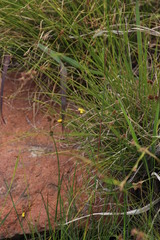 Xyris capensis