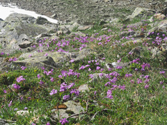 Primula integrifolia