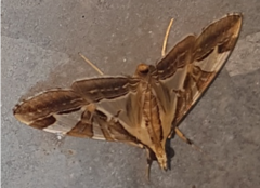 Agrioglypta itysalis