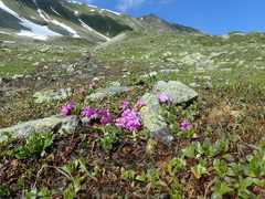 Primula integrifolia