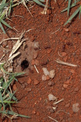 Tetramorium setuliferum