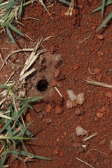 Tetramorium setuliferum