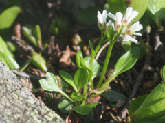 Cardamine bellidifolia alpina