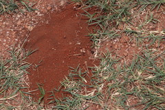 Tetramorium setuliferum