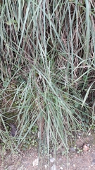 Poaceae