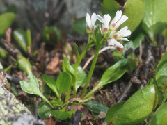 Cardamine bellidifolia alpina