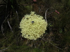 Hermas ciliata