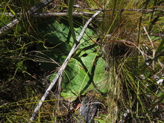 Hermas ciliata