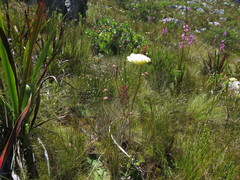 Hermas ciliata