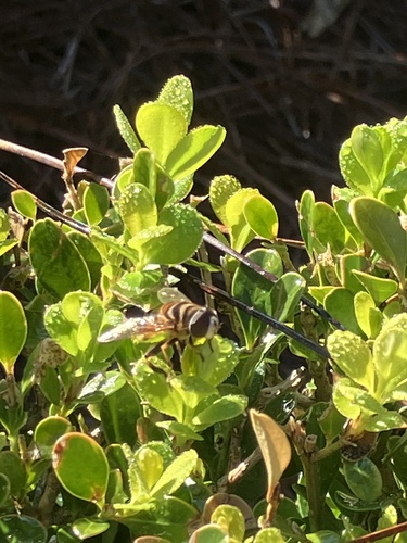Unknown species found near Garden Ln, New Orleans, LA, US