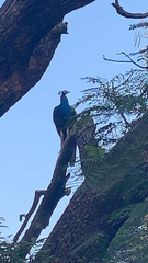 Pavo cristatus