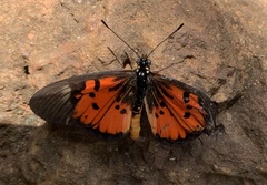 Acraea abdera