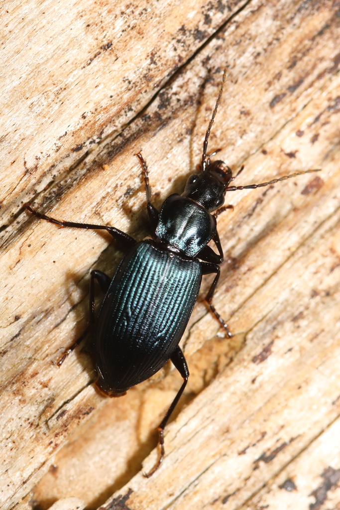 Laemostenus venustus