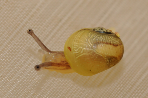 Cantareus apertus