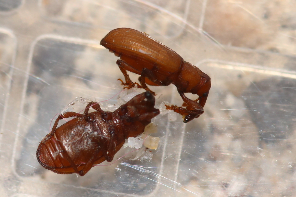 Styphloderes exsculptus