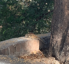 Funambulus pennantii