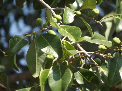 Bumelia laetevirens · iNaturalist