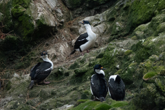 Leucocarbo purpurascens