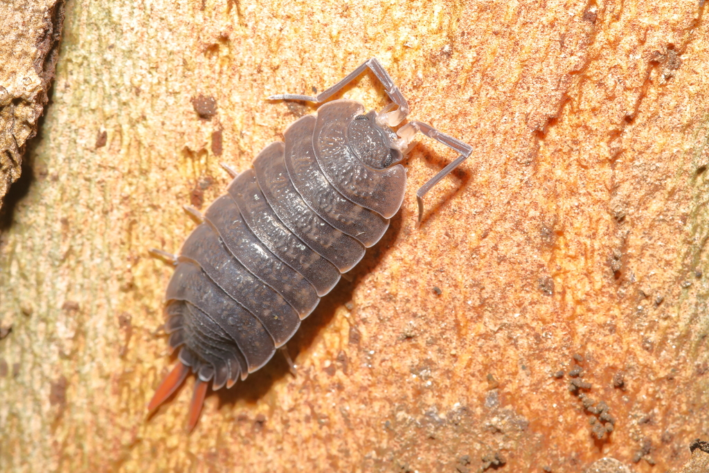 Porcellio monticola